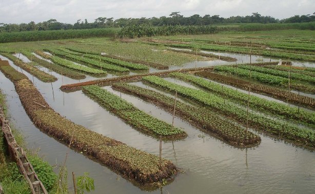 নিচু এলাকার জন্য উত্তম ফসল ভাসমান সবজি চাষ
