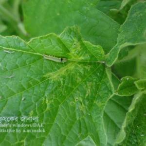 তিলের লেদা পোকা