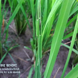 ধানের লম্বা শুড় উড়চুঙ্গা পোকা