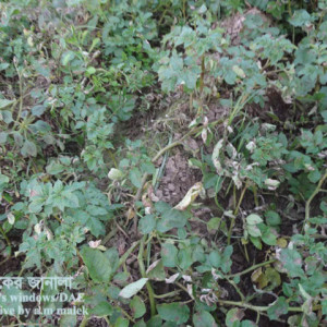 আলুর নাবী ধ্বসা রোগ