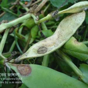 মটরশুঁটির গ্রে মোল্ড রোগ