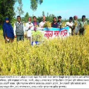 নমুনা শস্য কর্তন