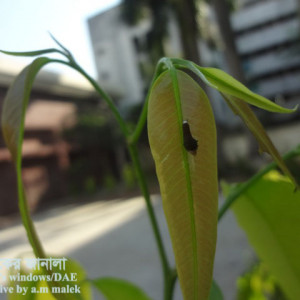 দেবদারুর প্রজাপতি পোকা