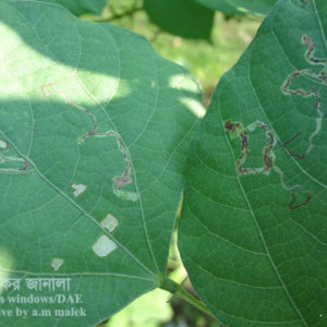 শিমের পাতা সুড়ঙ্গকারী পোকা