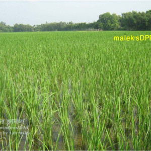 চুঙ্গী পোকা