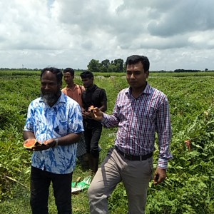 বারোমাসি তরমুজ