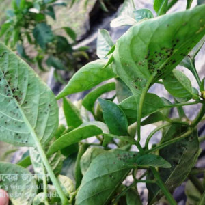 মিষ্টি মরিচের জাব পোকা