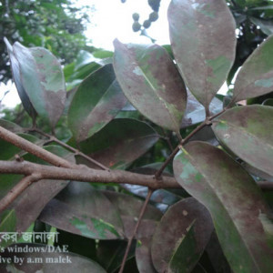 লিচুর শুটিমোল্ড রোগ